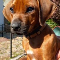 Rhodesian Ridgeback Welpen