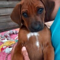 Rhodesian Ridgeback Welpen