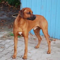 RHODESIAN RIDGEBACK GEMEINSCHAFTSHOW IHV e.V. UND RRBC e. V./ Heimtiermesse Nürnberg 1.11.2025