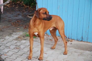 RHODESIAN RIDGEBACK GEMEINSCHAFTSHOW IHV e.V. UND RRBC e. V./ Heimtiermesse Nürnberg 1.11.2025