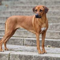 Rhodesian Ridgeback Welpen DZRR/VDH/FCI