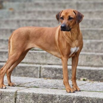 Rhodesian Ridgeback Welpen DZRR/VDH/FCI