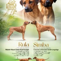 Rhodesian Ridgeback Welpen DZRR/VDH/FCI