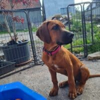 Wunderschöne Ridgeback-Hündin, 3 Monate alt sucht ihr neues Zuhause RESERVIERT
