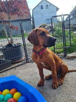 Wunderschöne Ridgeback-Hündin, 3 Monate alt sucht ihr neues Zuhause RESERVIERT