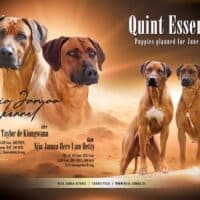 Rhodesian Ridgeback
