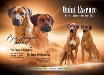 Rhodesian Ridgeback
