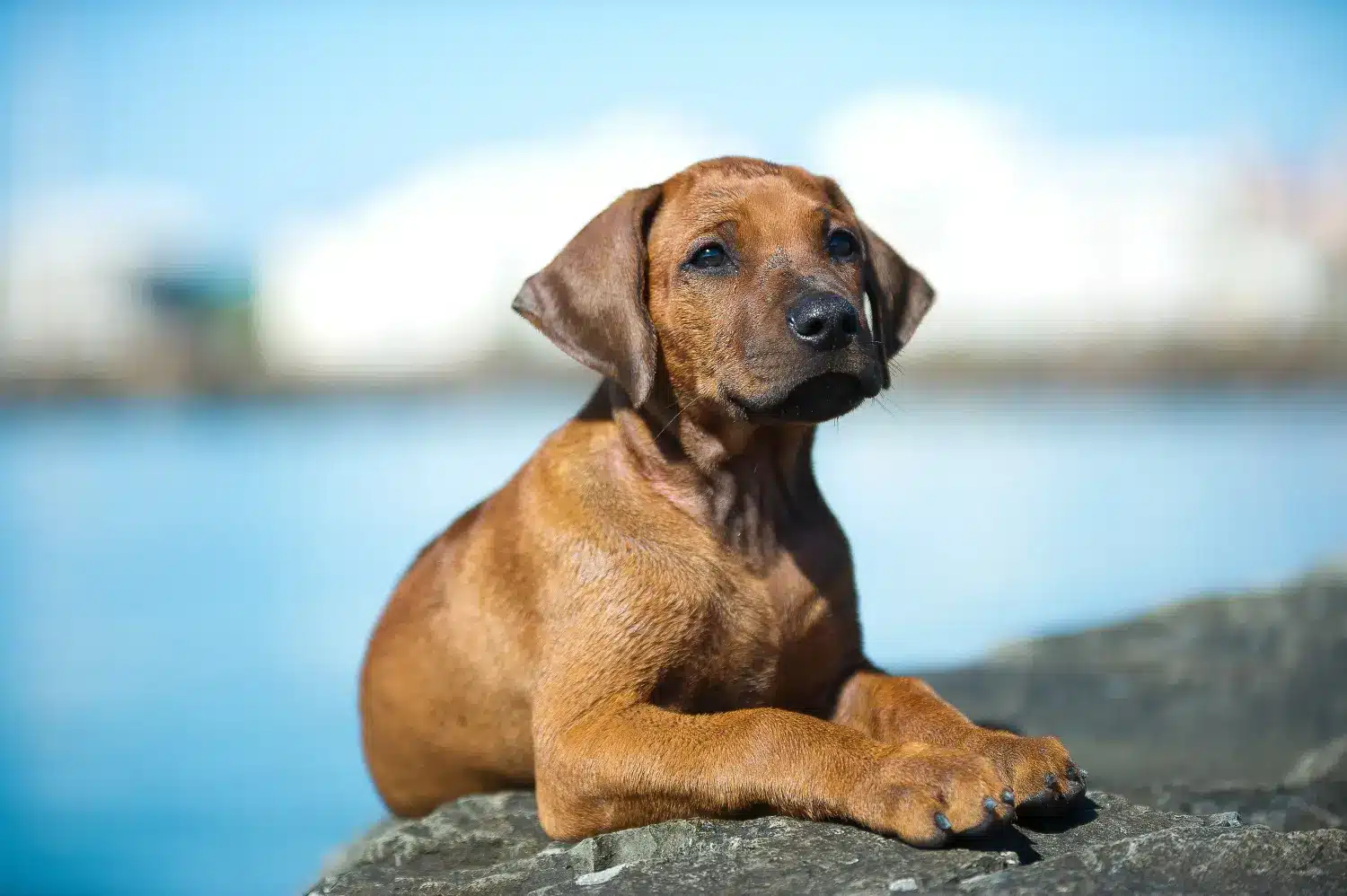 Einen Rhodesian Ridgeback Welpen zu kaufen, bedeutet Verantwortung zu übernehmen! Rhodesian Ridgeback Welpen kaufen.