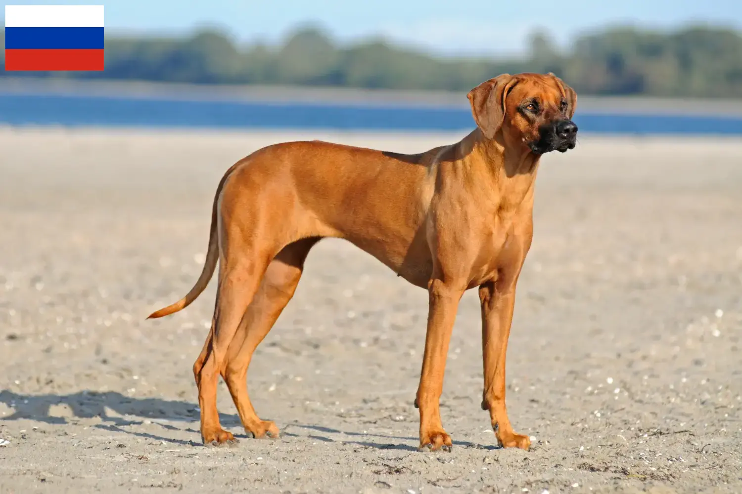 Mehr über den Artikel erfahren Rhodesian Ridgeback Züchter und Welpen in Russland