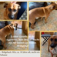 BENNY - Ridgeback-Mix - sucht dringend ein Zuhause weil sein Herrchen ins Pflegeheim umzieht