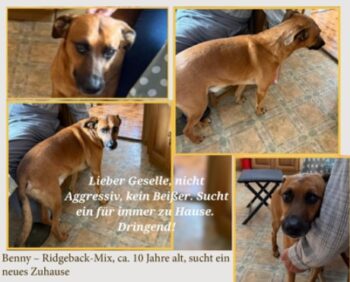 BENNY - Ridgeback-Mix - sucht dringend ein Zuhause weil sein Herrchen ins Pflegeheim umzieht