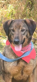 SHADOW, liebevolles Hundemädchen, mittelgroß, toll mit Kindern, Katzen, Hunden