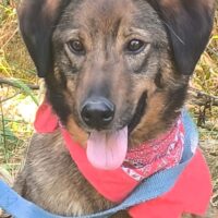 SHADOW, liebevolles Hundemädchen, mittelgroß, toll mit Kindern, Katzen, Hunden