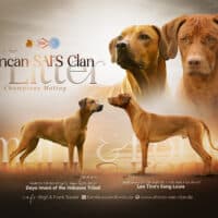 African SAI‘S Clan Cianga Wurf