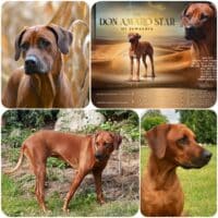 Rhodesian Ridgeback Welpen - Wurfankündigung