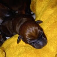 Rhodesian Ridgeback Welpen - YAMAJO-Litter