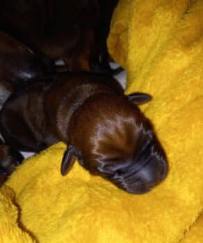 Rhodesian Ridgeback Welpen - YAMAJO-Litter