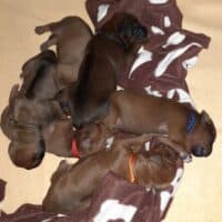 Rhodesian Ridgeback Welpen - YAMAJO-Litter