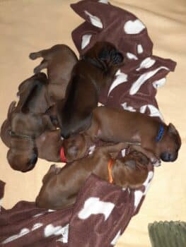 Rhodesian Ridgeback Welpen - YAMAJO-Litter