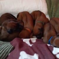 Rhodesian Ridgeback Welpen - YAMAJO-Litter