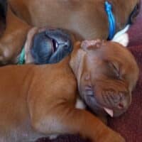 Rhodesian Ridgeback Welpen - YAMAJO-Litter