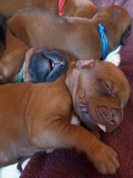 Rhodesian Ridgeback Welpen - YAMAJO-Litter