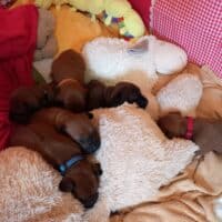 Rhodesian Ridgeback Welpen - YAMAJO-Litter