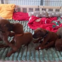 Rhodesian Ridgeback Welpen - YAMAJO-Litter