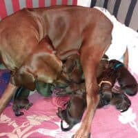 Rhodesian Ridgeback Welpen - Alarm