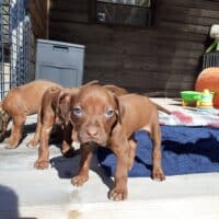 Rhodesian Ridgeback Welpen - YAMAJO-Litter
