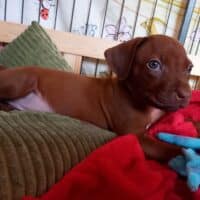 Rhodesian Ridgeback Welpen - YAMAJO-Litter
