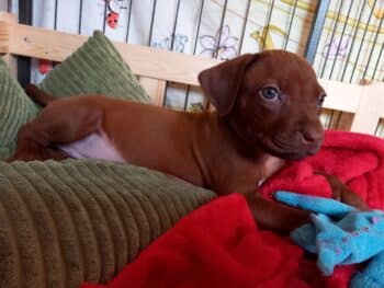 Rhodesian Ridgeback Welpen - YAMAJO-Litter