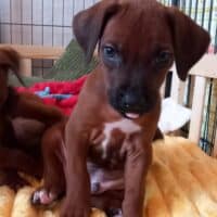 Rhodesian Ridgeback Welpen - YAMAJO-Litter