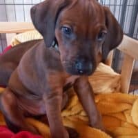 Rhodesian Ridgeback Welpen - YAMAJO-Litter