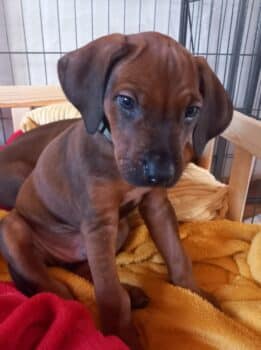 Rhodesian Ridgeback Welpen - YAMAJO-Litter