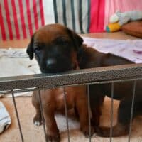 Rhodesian Ridgeback Welpen