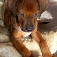 Rhodesian Ridgeback Welpen - reisefertig
