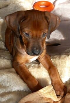 Rhodesian Ridgeback Welpen - reisefertig