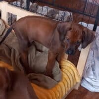 Rhodesian Ridgeback Welpen - reisefertig