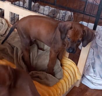 Rhodesian Ridgeback Welpen - reisefertig