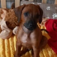 Rhodesian Ridgeback Welpen - reisefertig