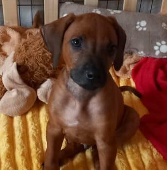 Rhodesian Ridgeback Welpen - reisefertig