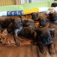 Rhodesian Ridgeback Welpen