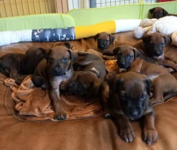 Rhodesian Ridgeback Welpen