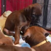 Rhodesian Ridgeback Welpen