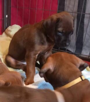 Rhodesian Ridgeback Welpen