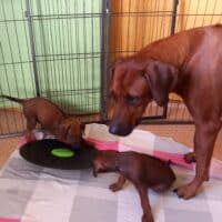 Rhodesian Ridgeback Welpen