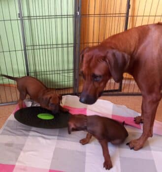 Rhodesian Ridgeback Welpen