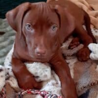 Rhodesian Ridgeback Welpen - 2 Livernose-Hündinnen