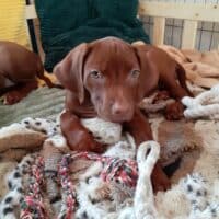 Rhodesian Ridgeback Welpen - reisefertig